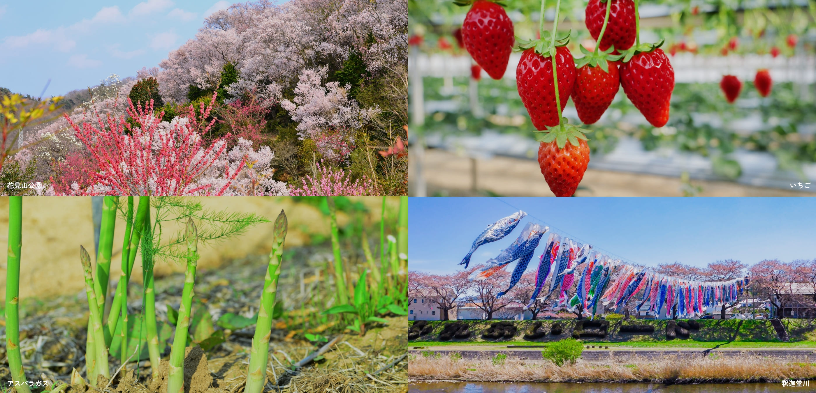 福島くらし＆就農フェア 花見山公園 いちご アスパラガス 三ノ倉高原花畑
